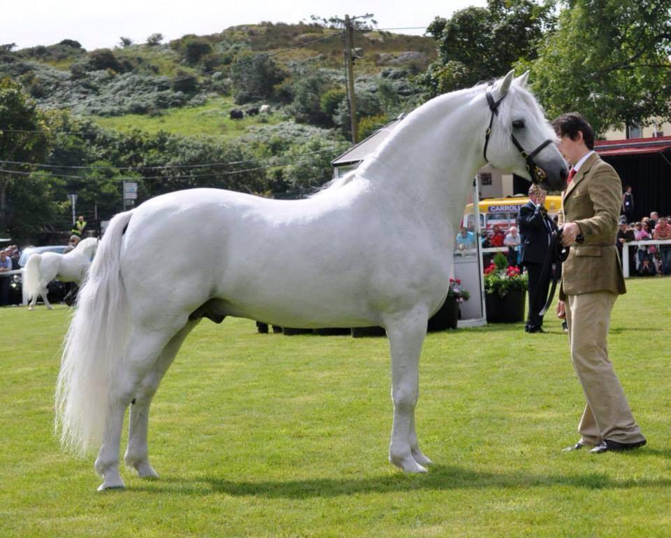 Connemara Pony